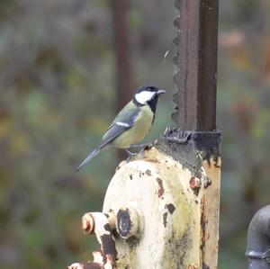 Great Tit