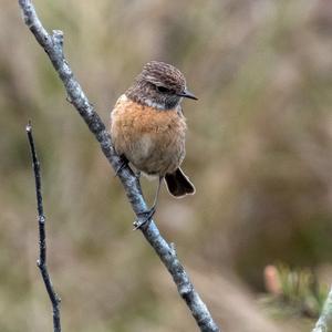 European stonechat