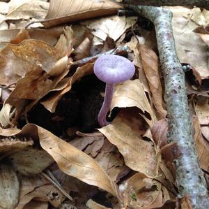 Amethyst Deceiver