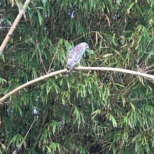 American Kestrel