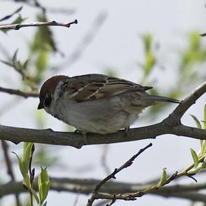 Eurasian Tree Sparrow