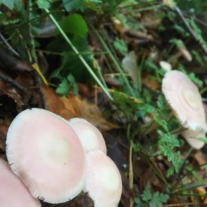 Pink Mycena