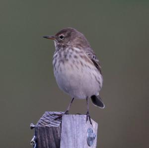 Water Pipit