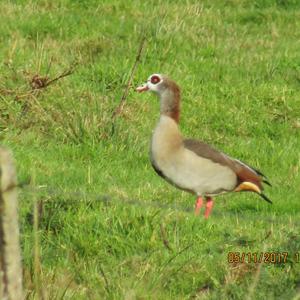 Egyptian Goose