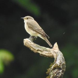 Spotted Flycatcher