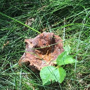 Chanterelle, Common