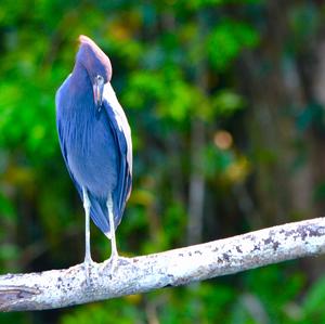 Blaureiher