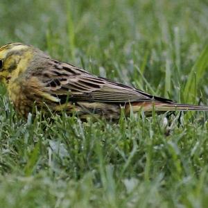 Yellowhammer