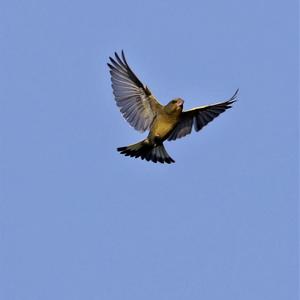 European Greenfinch