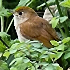 Common Nightingale