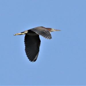 Black-crowned Night-heron