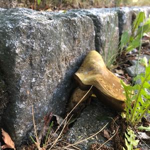 Lurid Bolete