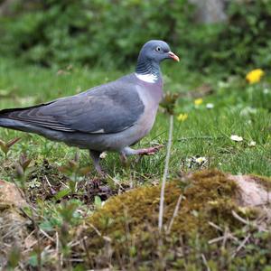 Common Wood-pigeon