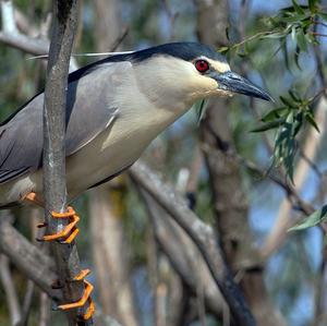 Black-crowned Night-heron