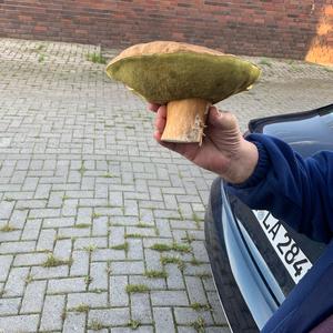 Bay Bolete