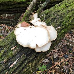 Oyster Mushroom