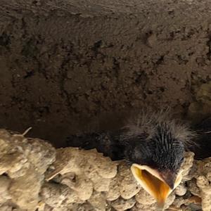 Barn Swallow