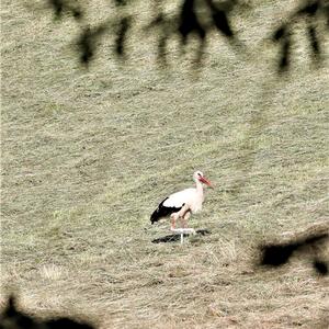 White Stork