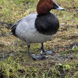 Common Pochard