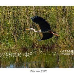 Grey Heron