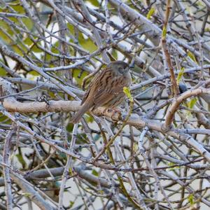 Hedge Accentor