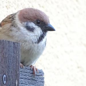 Eurasian Tree Sparrow