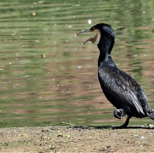 Great Cormorant