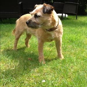 Border Terrier