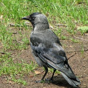 Eurasian Jackdaw