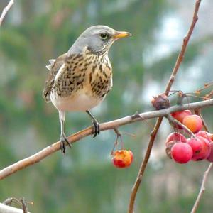 Fieldfare