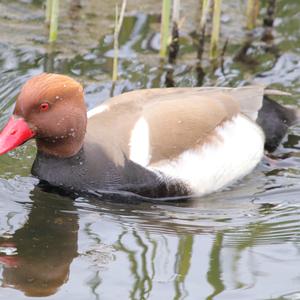 Red-crested Pochard