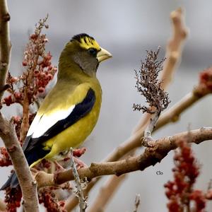 Evening Grosbeak