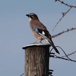 Eurasian Jay