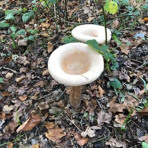 Funnel Clitocybe