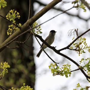 Blackcap