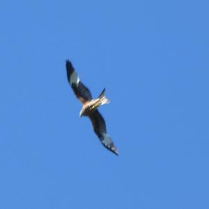 Red Kite