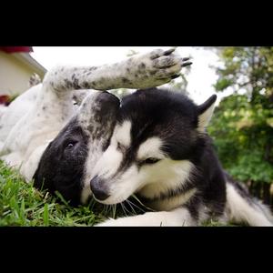 Unknown Breed