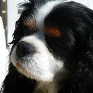 Cavalier King Charles Spaniel