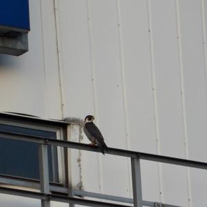 Peregrine Falcon