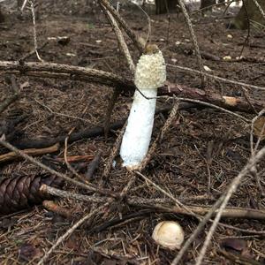 Stinkhorn, Common