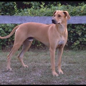 Rhodesian Ridgeback