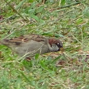 House Sparrow