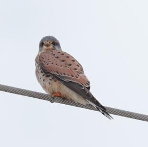 Common Kestrel