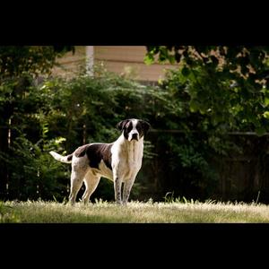 Unknown Breed