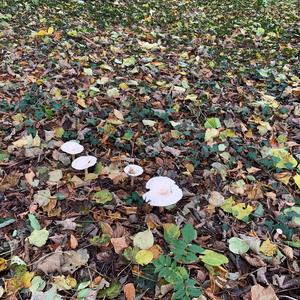 Funnel Clitocybe