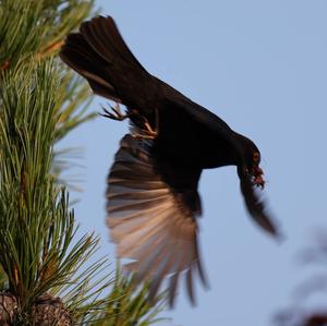 Eurasian Blackbird