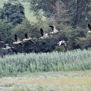 Greylag Goose