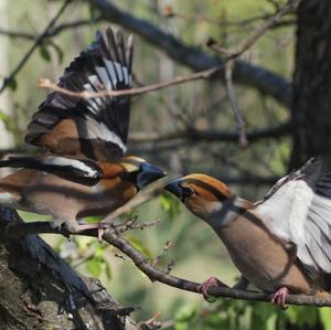 Hawfinch