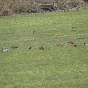 Eurasian Wigeon