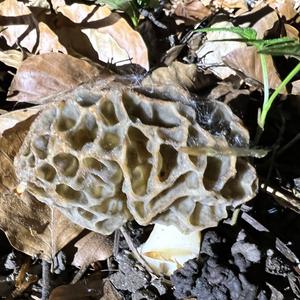 Yellow Morel